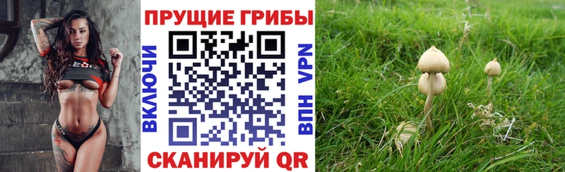 Галлюциногенные грибы Psilocybine cubensis  Струнино 